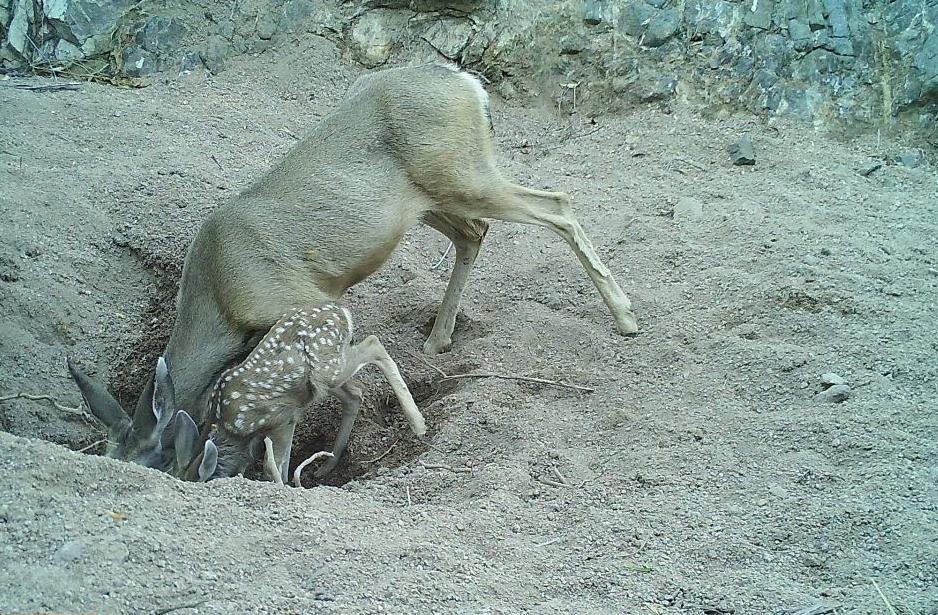 Doe and Deer Drinking